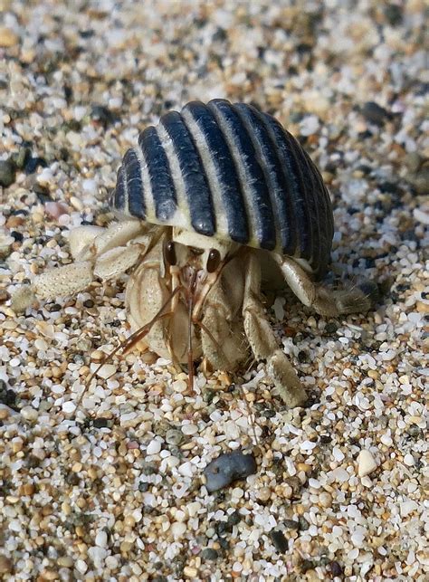 crab, crab violinist, park akanda, gabon, tongs, carapace, crustacean, mangrove swamp, marine ...