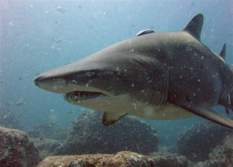 TIBURONES: Tiburón TORO