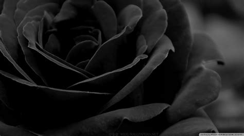 Download Black Rose 3 Wallpaper 1080p HD | HDWallWide | Black roses ...