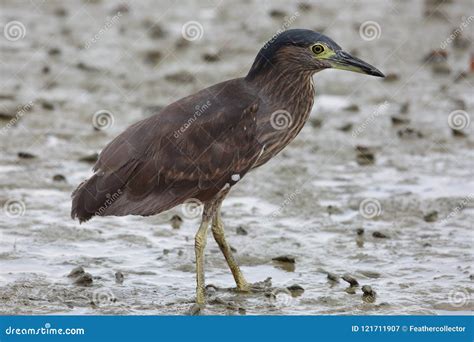 Nankeen Night Heron or Rufous Night Heron Stock Image - Image of night, natural: 121711907