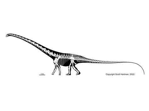 Sauropods and KinDr. Scott Hartman's Skeletal Drawing.com