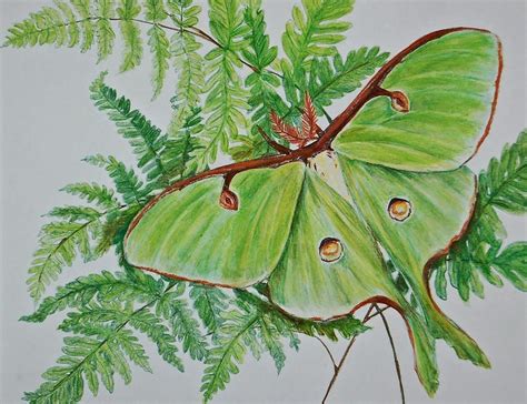 Luna Moth On Ferns Garden Lovers Art Painting