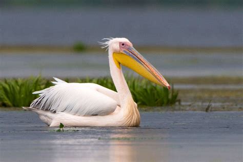 Pelican Facts: Habitat, Behavior, Diet