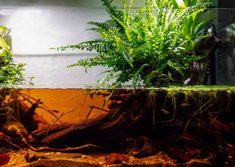 Blackwater Aquariums: How to Setup a Biotope Tank