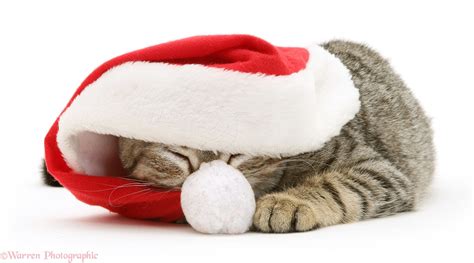 Tabby cat asleep under Santa hat photo WP10934