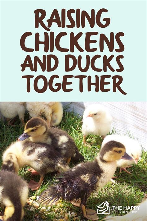 What You Should Know About Raising Chickens And Ducks Together