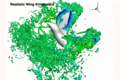 WATCH: Mesmerising Slow-Motion Simulations of Hummingbird's Unique ...