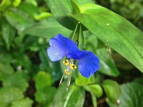 Rewilding Our Dream Homestead - Backyard Foraging: Asiatic Dayflower I ...