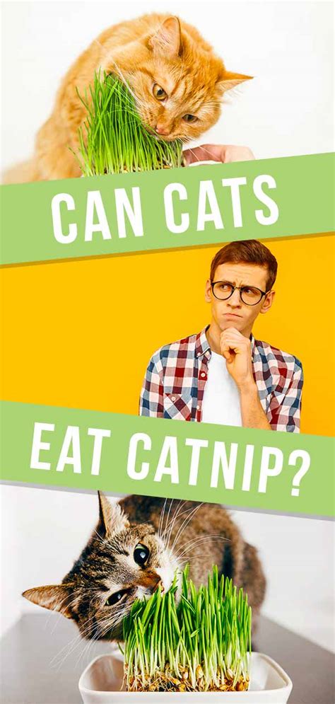 Can Cats Eat Catnip - A Complete Guide to Catnip Pros and Cons