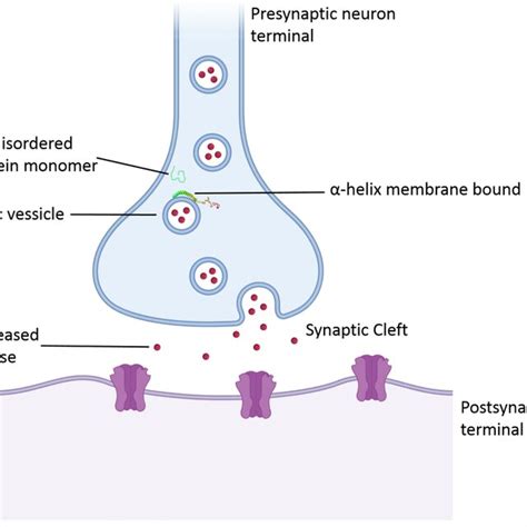 A schematic diagram of substantia nigra pars compacta region of healthy... | Download Scientific ...