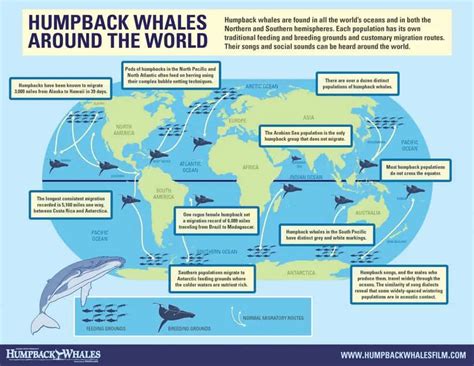 Ballenas Jorobadas Panameñas de Visita en su Tierra | Panamá