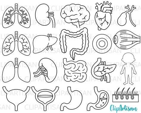 Human Body Organs Png | ubicaciondepersonas.cdmx.gob.mx