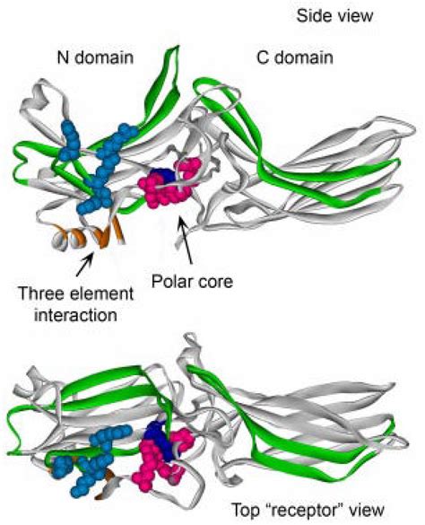 Identified receptor-binding elements and regulatory intramolecular... | Download Scientific Diagram