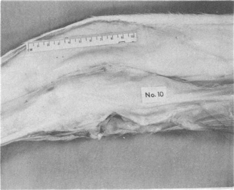 Lateral view of the hock joint of a noncold stressed calf (group 3 ...