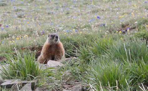 Yellow-bellied marmot by Diane Renkin. | Free Photo - rawpixel