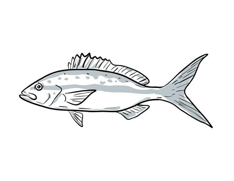 yellowtail snapper Fish Gulf of Mexico Cartoon Drawing 27194385 Vector ...