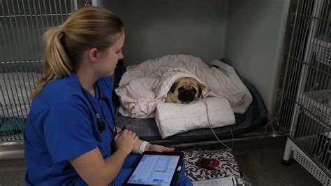 Post-operative care for the brachycephalic airway patient - YouTube