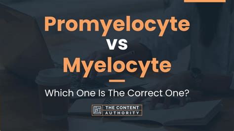 Promyelocyte vs Myelocyte: Which One Is The Correct One?