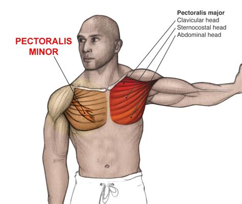 Pectoralis Major And Pectoralis Minor | Images and Photos finder