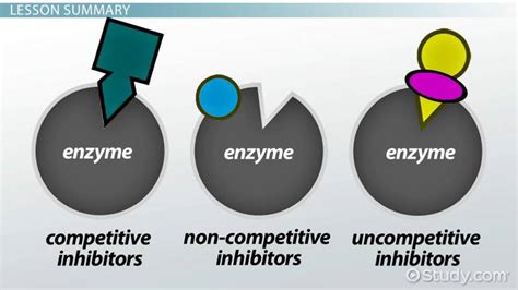 Enzyme Inhibitor: Definition & Examples - Video & Lesson Transcript | Study.com