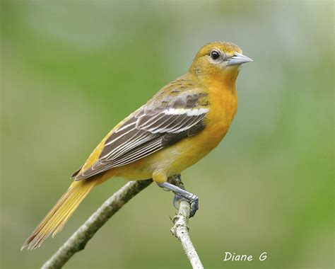 Female Baltimore Oriole Photograph by Diane Giurco - Pixels