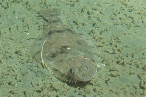 Types of Flatfish: the Complete Guide