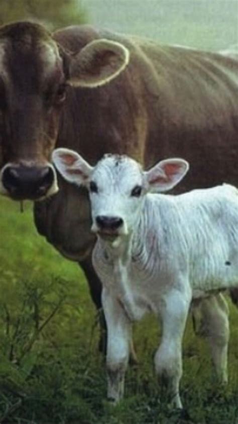 Pin by Jim Durham on Belgium #1 Cattle Breeds | Belgian blue cattle, Belgian blue, Blue cow