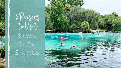 Silver Glen Springs: 5 Reasons Your Family Should Visit - Jacksonville ...