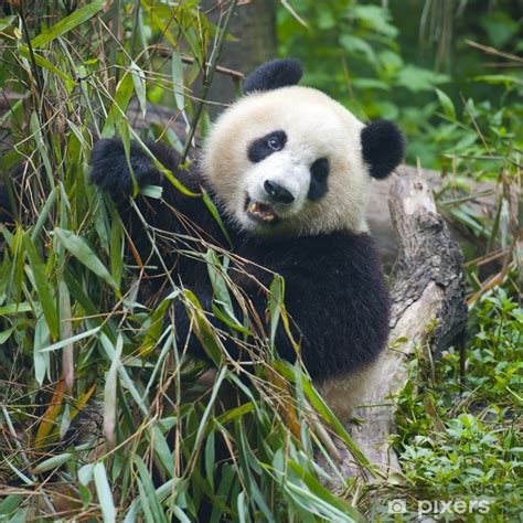 Vinilo Pixerstick Hungry gigante oso panda comiendo bambú - PIXERS.ES