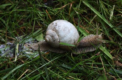 How To Get Rid Of Snail Poop In Aquarium - FallsGarden