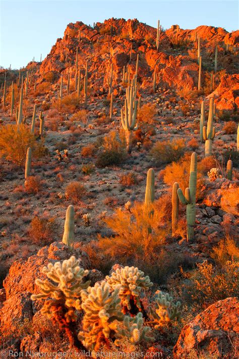 Tucson Mountain Park | Tucson, Arizona. | Photos by Ron Niebrugge