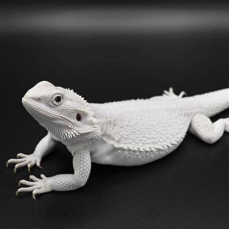 Luna- Hypo Wero het trans bearded dragon #beardeddragon #hypo #wero # ...