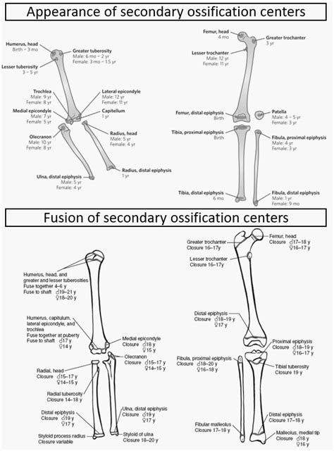 Appearance and Fusion of Ossification Centers | Epomedicine