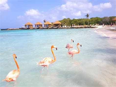 Flamingo Beach Aruba | Unfiltered Travelling