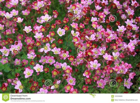 Garden Flowers. Saxifrage Pink Stock Image - Image of alpine, hill: 120330669