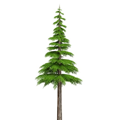 Coniferous Tree, Coniferous Tree Transparent, Tree, Coniferous PNG Transparent Clipart Image and ...