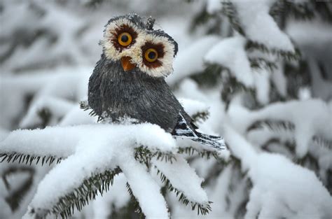 2560x1440 resolution | grey owl on snow HD wallpaper | Wallpaper Flare