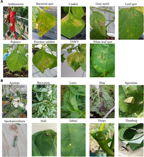 Pepper Plant Disease Identification