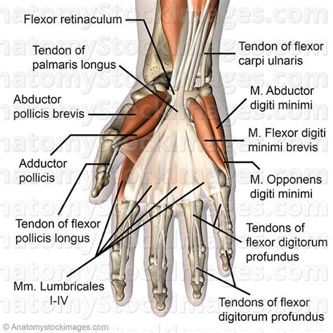 Anatomy Stock Images | hand-palmar-muscles-musculus-palmaris-longus ...