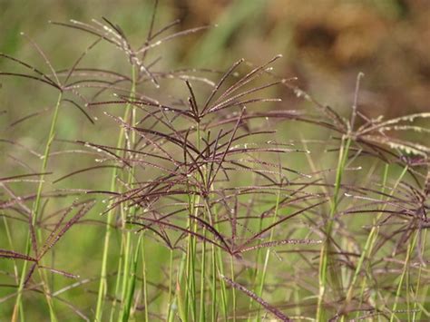 African Bermudagrass (Cynodon nlemfuensis) · iNaturalist