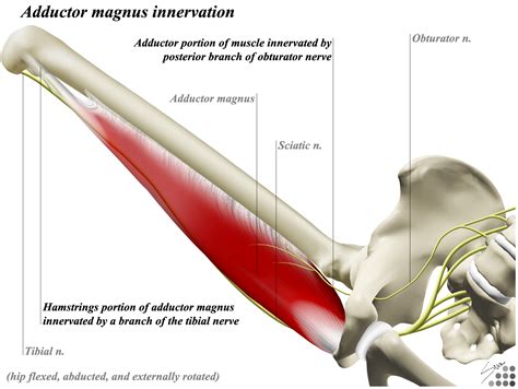 Adductor Brevis Muscle