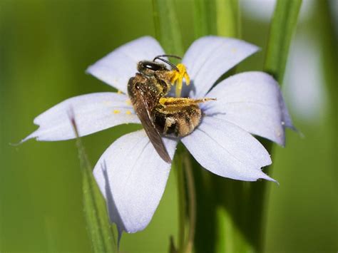 Blue-Eyed Grass - Evelyn Jackson Wild Life Garden