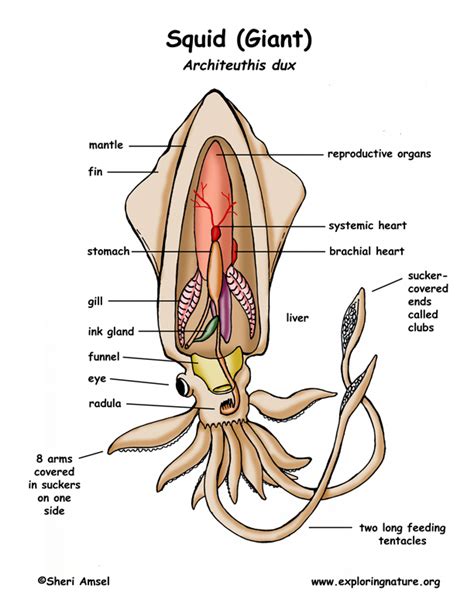 Class - Cephalopoda (Nautilus, Squid, Octopus)