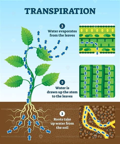 Describe Transpiration in Your Own Words