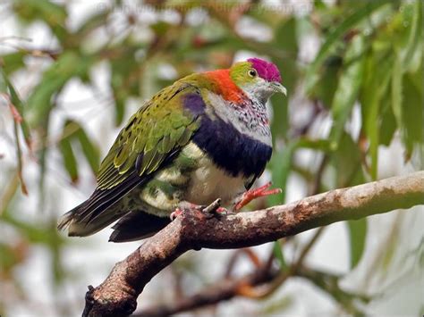 Superb Fruit Dove photo image 1 of 7 by Ian Montgomery at birdway.com.au