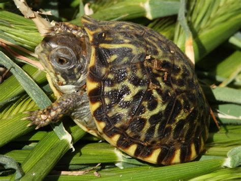 Western Box Turtle – Pajarito Environmental Education Center