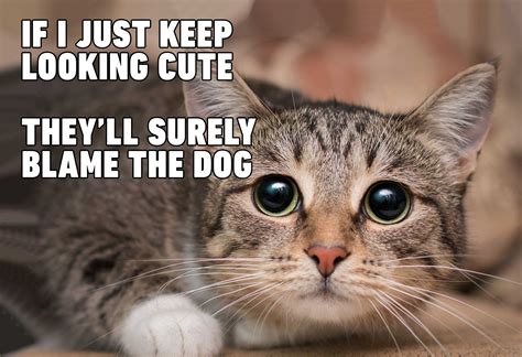 Cats definitely own us: All these funny memes make it clear – Film Daily