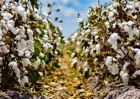 India’s Cotton Production Recovers In 2022-23 Season - Textile Insights