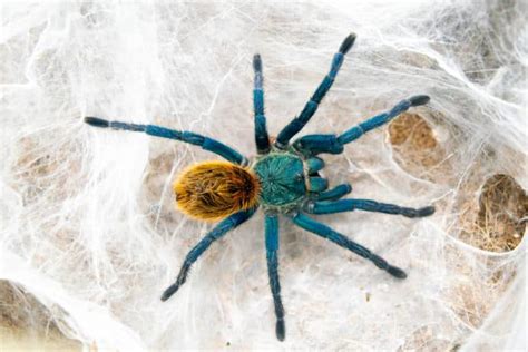 9 Facts About Green Bottle Blue Tarantula