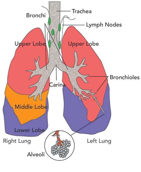 Diagram of the lungs